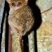 monkey_tarsier_eastern_tangkoko_v_0129_sul1304.jpg